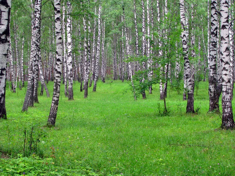 Foret de bouleaux blancs en Russie, paysage typique avec troncs a ecorce blanche